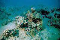 Totes Korallenriff